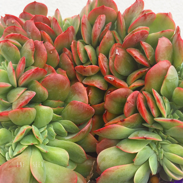 Plant - Echeveria Briar Rose Cristata