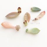 Assorted Succulent Leaves - Soul Made Boutique
