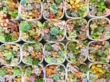 Assorted Succulent Pixie Candy Garden