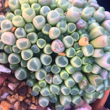 Plant - Fernestraria Rhopalophyll (Baby Toes)