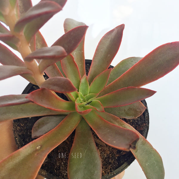 Plant - Echeveria Minas