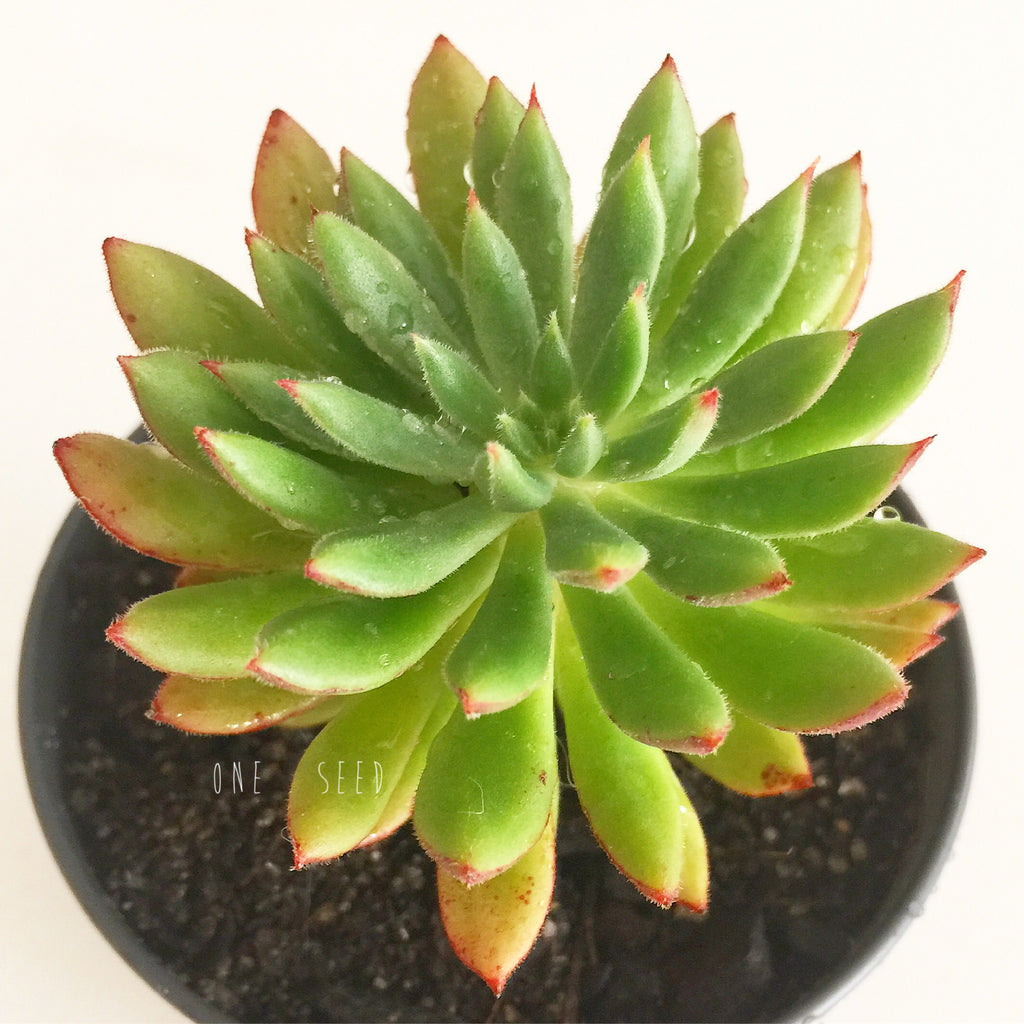Plant - Echeveria Bella