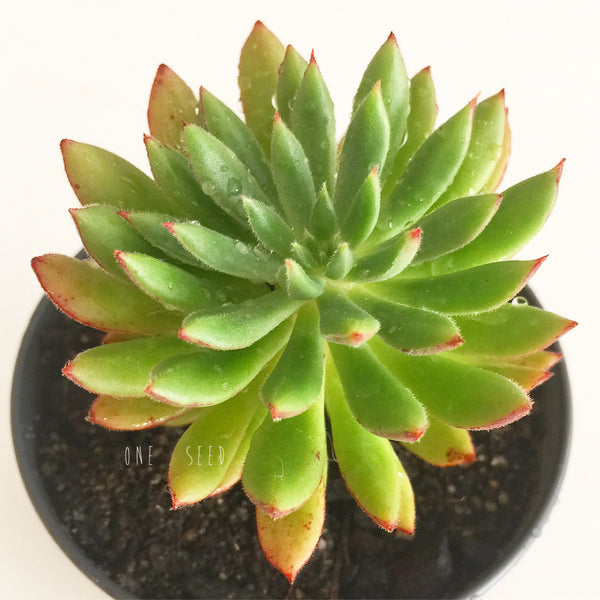 Plant - Echeveria Bella