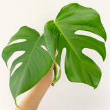 Plant - Variegated Monstera Deliciosa Plant