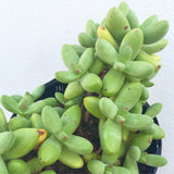 Plant - Crassula Nudicaulis Var Herrei