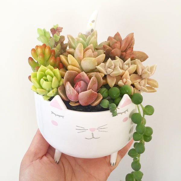 Assorted Succulent Garden Kitty Pot - Soul Made Boutique