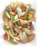 Assorted Succulent Leaves - Soul Made Boutique