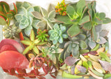 Assorted Succulicious Starter Pack - Soul Made Boutique