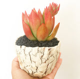 Collector's Succulent Plant Stoneware Pot