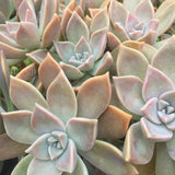 Plant - Graptopetalum Paraguayense