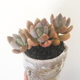 Collector's Succulent Plant Handmade Watercolour Pot