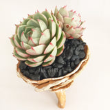 Collector's Succulent Plant Stoneware Pot