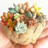 Assorted Succulent Cuttings (Miniatures) - Soul Made Boutique