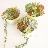 Assorted Succulent Garden Pastel Pot - Soul Made Boutique