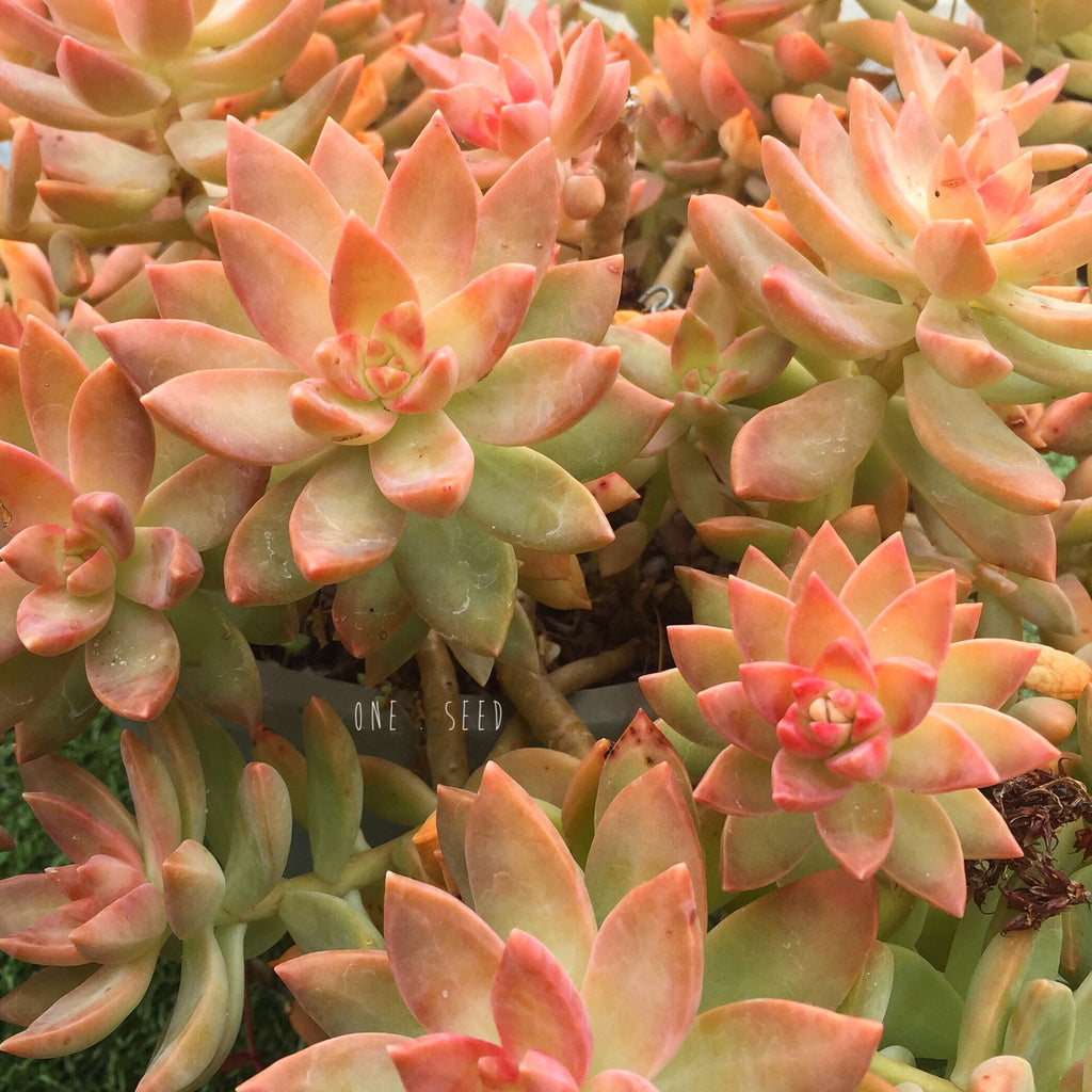Plant - Sedeveria Pat's Pink