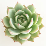 Collector's Succulent Plant Stoneware Pot
