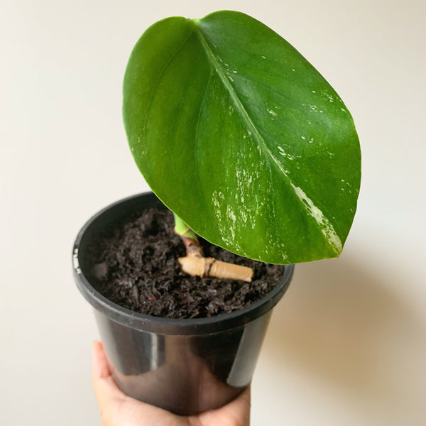 Plant - Variegated Monstera Deliciosa Plant