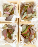 Adore Succulent Leaves (Pink, Purple, Peach and Red) Propagation Kit