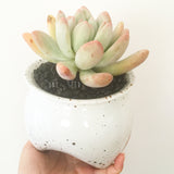 Collector's Succulent Plant Speckled Footed Pot