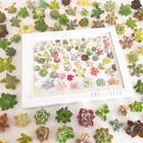 Succulent Print Amour