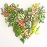 Assorted Succulent Cuttings (Miniatures) with Pots - Soul Made Boutique
