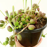 Plant - Senecio Herreianus (String of Watermelon)