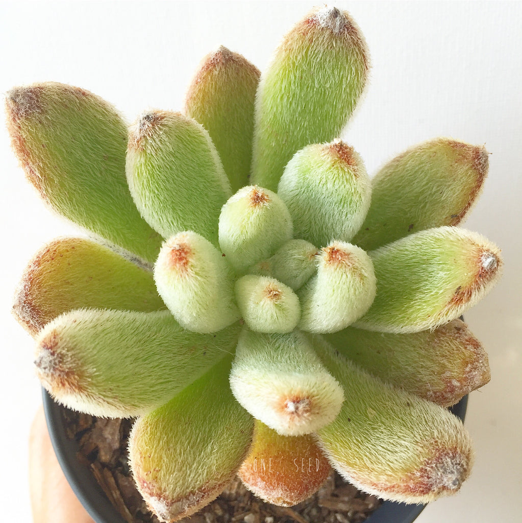 Plant - Echeveria Leucotricha
