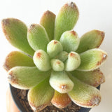 Plant - Echeveria Leucotricha