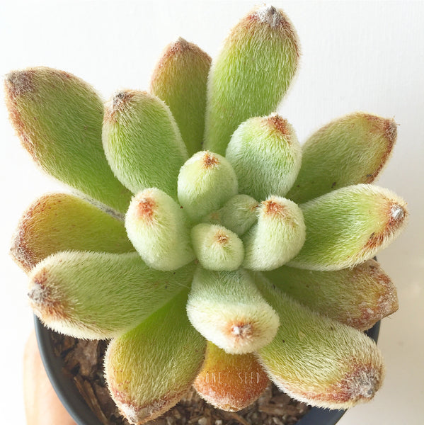 Plant - Echeveria Leucotricha