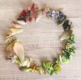 Assorted Succulent Leaves