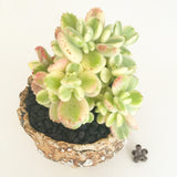 Collector's Succulent Plant Stoneware Pot