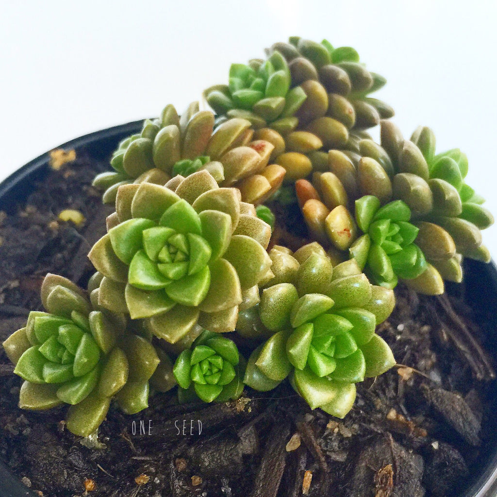 Plant - Cremnosedum Little Gem