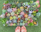 Assorted Succulent Cuttings (Large) - Soul Made Boutique