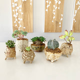 Collector's Succulent Plant Stoneware Pot