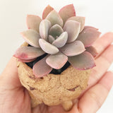 Collector's Succulent Plant Stoneware Pot