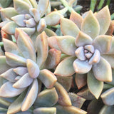 Plant - Graptoveria Silver Queen