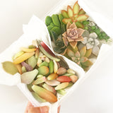 Assorted Succulicious Starter Pack - Soul Made Boutique