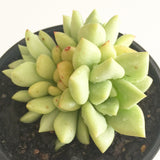 Plant - Echeveria Ivory