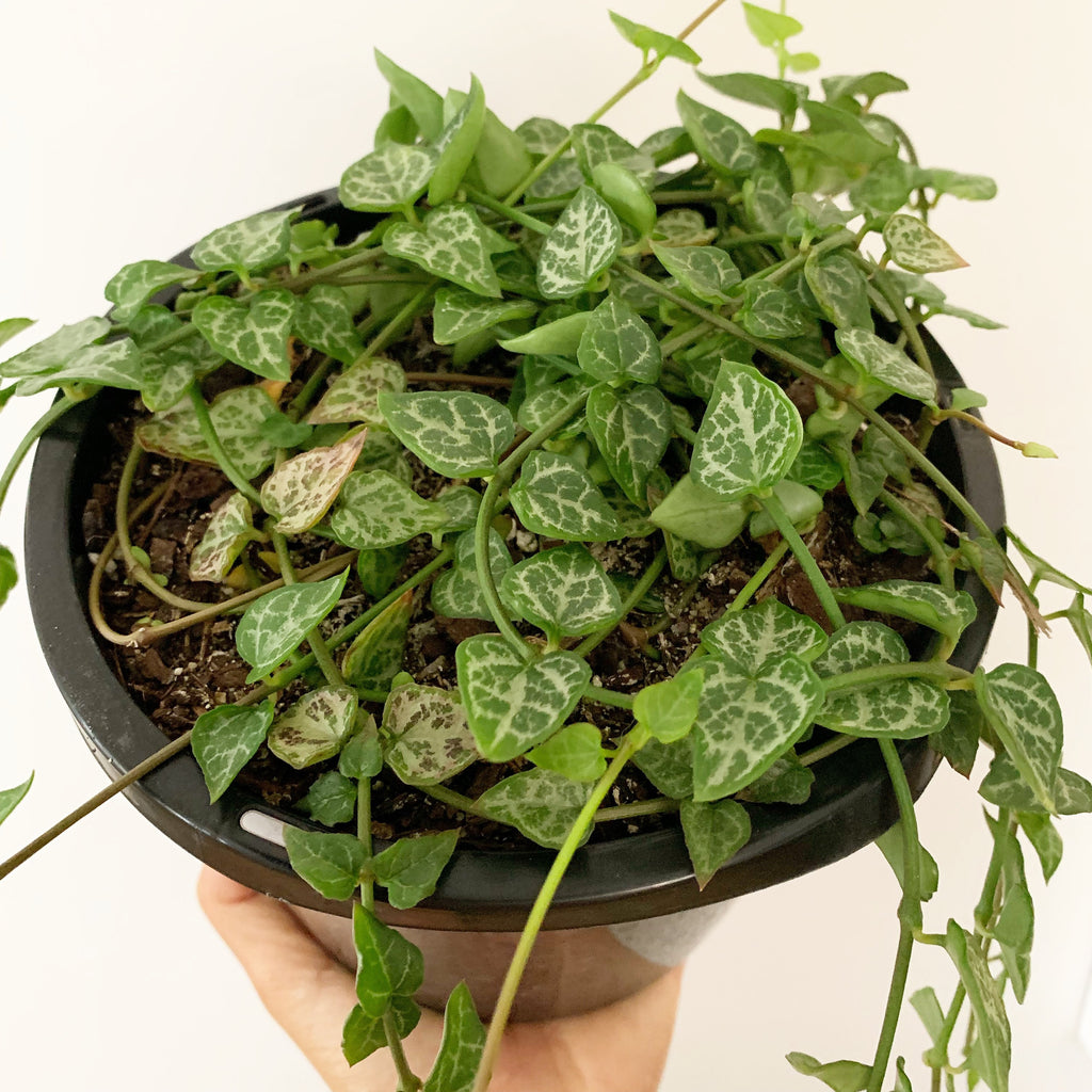 Plant - Ceropegia Woodii (Chain of Arrows)