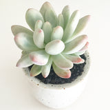 Collector's Succulent Plant Speckled Footed Pot