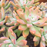 Plant - Sedeveria Starburst
