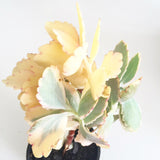 Plant - Kalanchoe Fedtschenkoi Variegata