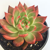 Plant - Echeveria Agavoide Morgain