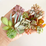 Assorted Succulent Cuttings (Miniatures) Wooden Gift Box