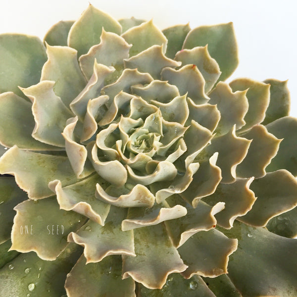 Plant - Echeveria Gunsyn
