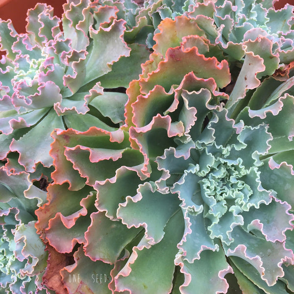 Plant - Echeveria Blue Curls
