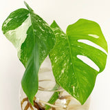 Plant - Variegated Monstera Deliciosa Plant