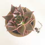 Collector's Succulent Plant Speckled Footed Pot