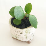 Collector's Succulent Plant Handmade Watercolour Pot