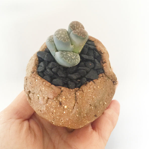 Collector's Succulent Plant Stoneware Pot